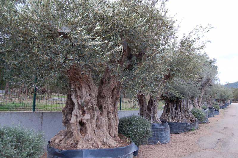 Comment bien choisir son olivier centenaire pour son aménagement extérieur  à Porto-Vecchio?
