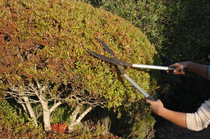 outils à main pour tailler vos arbustes dans votre jardin à Porto Vecchio