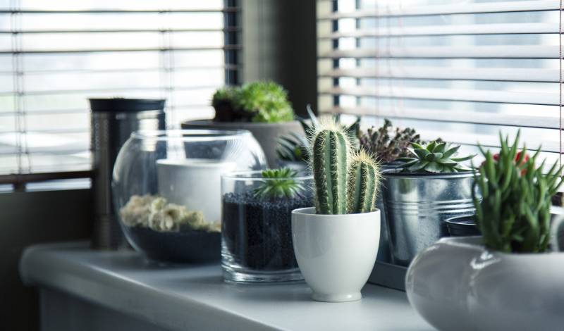 Acheter vos cactus miniatures pour recréer un espace vert original dans votre intérieur à Porto Vecchio